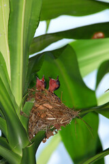 Mother bird feeds her babies in the nest, newborn baby bird in the nest ,Red-whiskered Bulbul