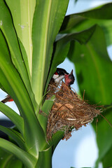 Mother bird feeds her babies in the nest, newborn baby bird in the nest ,Red-whiskered Bulbul