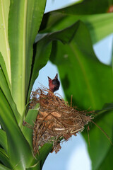 Mother bird feeds her babies in the nest, newborn baby bird in the nest ,Red-whiskered Bulbul