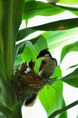 Mother bird feeds her babies in the nest, newborn baby bird in the nest ,Red-whiskered Bulbul