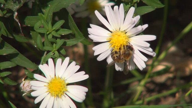 Bee Pollinating Daisy Field Flowers, Bees with Pollen, Bumblebee Insects in Medicinal Herbs Plants in Nature, Botany Science