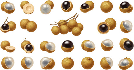 A collection of realistic longan illustrations, including whole fruits, peeled fruits showing the translucent flesh and black seed, and a bunch on a twig.