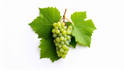 Fresh grape vine isolated white background