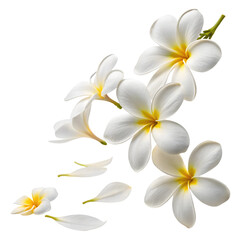 Naklejka premium Elegant White and Yellow Plumeria Flowers