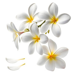 Fototapeta premium Minimalist Plumeria Floral Icon on White