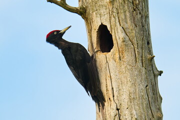 Schwarzspecht (Dryocopus martius) in der Morgensonne