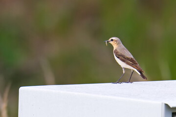 Steinschmätzer (Oenanthe oenanthe) Weibchen in Brandenburg im Frühjahr mit Futter