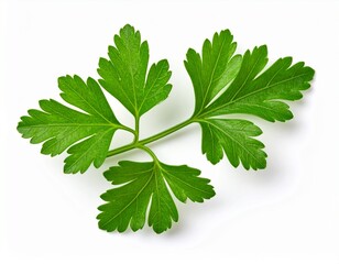 Fresh green parsley leaf isolated on white background