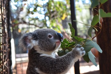 Fototapeta premium Eucalyptus Koala: Koala Eating Eucalyptus Leaves at Lone Pine Sanctuary in Brisbane