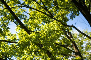 Branches of an oak tree.

