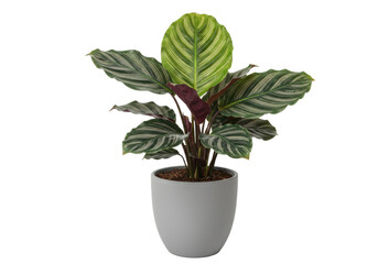 Isolated Calathea Ornata Plant in Gray Pot