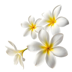 Naklejka premium White Plumeria Petals on Clean Background