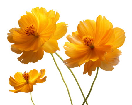 Three Yellow Cosmos Flowers on Transparent Background, PNG