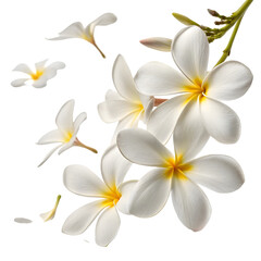Fototapeta premium White Plumeria Bloom Collection Artwork