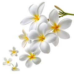 Fototapeta premium Clean White and Yellow Plumeria Icon