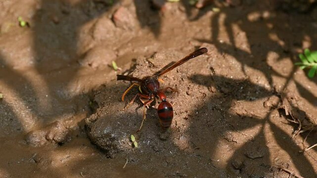 Delta conoideum or&nbsp;mason wasp. It is a&nbsp;species&nbsp;of potter wasp in the subfamily&nbsp;Eumeninae&nbsp;of the&nbsp;family&nbsp;Vespidae. She is carrying wet soil to build her house. Slow motion video. 