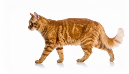 Ginger cat walks isolated on white background