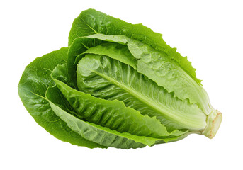 Isolated Fresh Green Romaine Lettuce Head