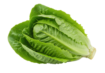 Isolated Fresh Green Romaine Lettuce Head