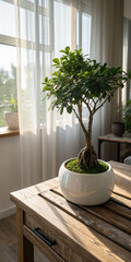 bonsai tree in a modern office