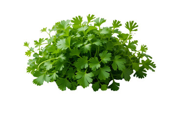 parsley isolated on white background