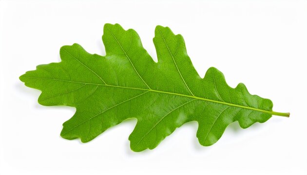 Green oak leaf isolated on white background