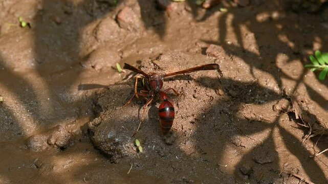 Delta conoideum or&nbsp;mason wasp. It is a&nbsp;species&nbsp;of potter wasp in the subfamily&nbsp;Eumeninae&nbsp;of the&nbsp;family&nbsp;Vespidae. She is carrying wet soil to build her house. Slow motion video. 