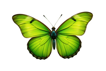 butterfly on white background