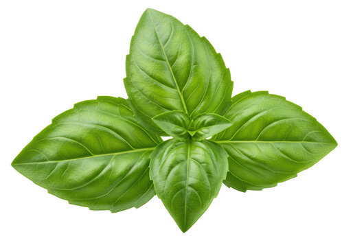 Isolated Fresh Green Basil Leaves Bunch