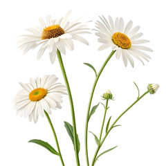 Simple White Daisies Flower Group PNG