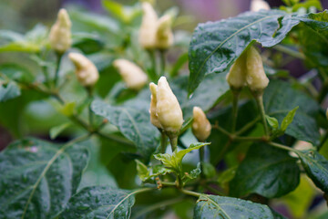 White Chili Peppers Growing on Plant in Garden