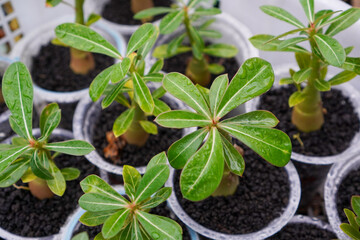 Adenium plant seedlings in plastic pots