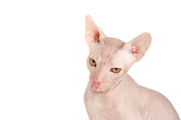 cute sphinx cat isolated