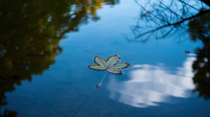 Serene Forest Pond: Autumn Leaf Reflection