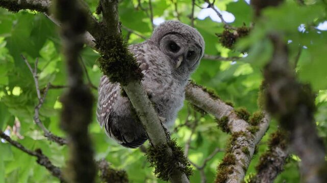 Two Barred Owl Chicks Practicing Flight in the Forest 