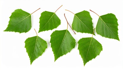 Obraz premium Leaves of birch isolated on white background