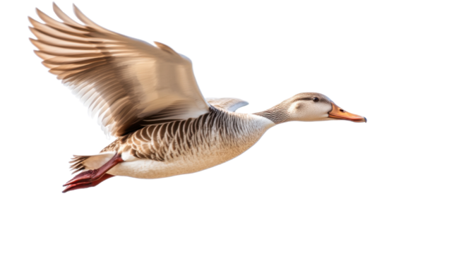 Wild duck in mid-flight with outstretched wings and natural feather details, isolated on white background