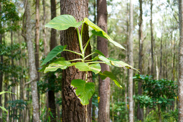 Tropical Plant Growing on Tree Trunk in Forest