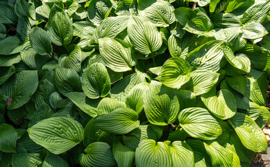Hosta Flowers and Leaves Macro, Wet Hostas Leaf Nature Pattern, Funkia, Big Daddy Leaves, Plantain Lilies,
