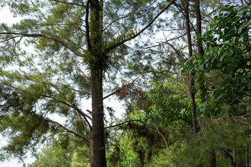 Fototapeta premium Green Forest with Ferns Growing on Pine Tree