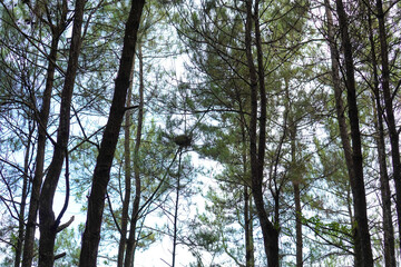 Bird Nest on Pine Tree in Forest Canopy