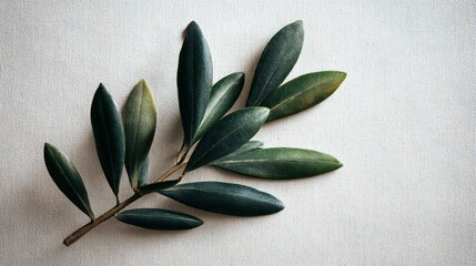 Sprig of olive leaves over a blank canvas, natural tones, artful simplicity