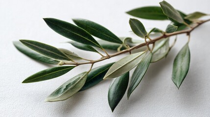 Sprig of olive leaves over a blank canvas, natural tones, artful simplicity