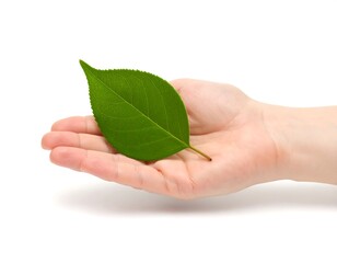 Green fruit held in hand