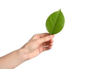 Hand holding single green leaf