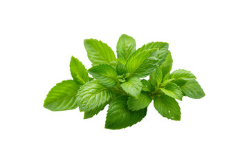 fresh mint isolated on white