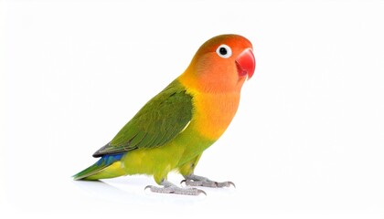 Fototapeta premium Lovebird bird isolated on white background