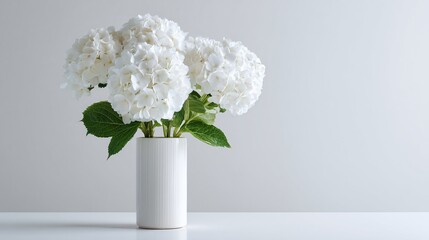 White hydrangeas in cylindrical vase, light grey wall, high-key minimalist photo