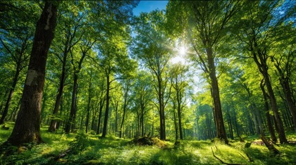 Obraz premium Sunlight shines through a dense green forest with tall trees and lush foliage.