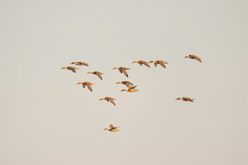 flock of flying birds
